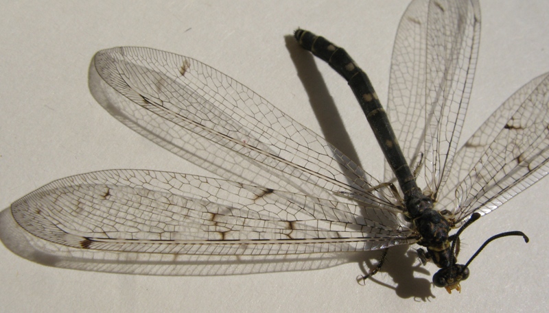 Distoleon tetragrammicus